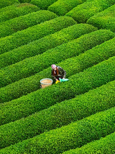 Rize